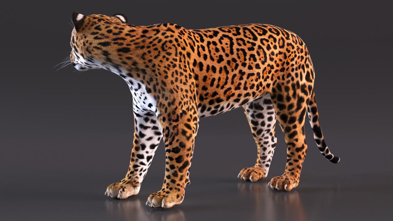 Jaguar Stand Pose 3D