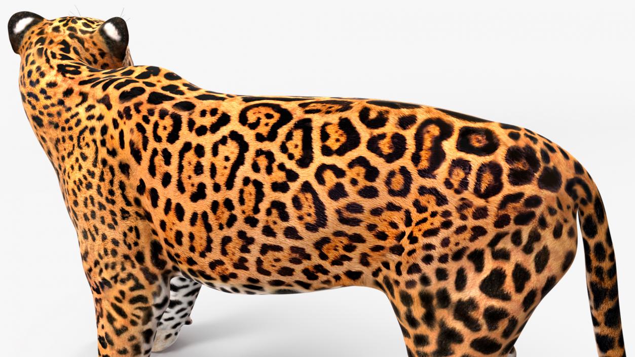 Jaguar Stand Pose 3D