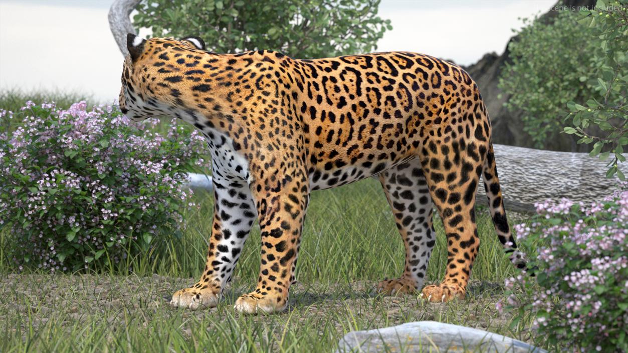 Jaguar Stand Pose 3D