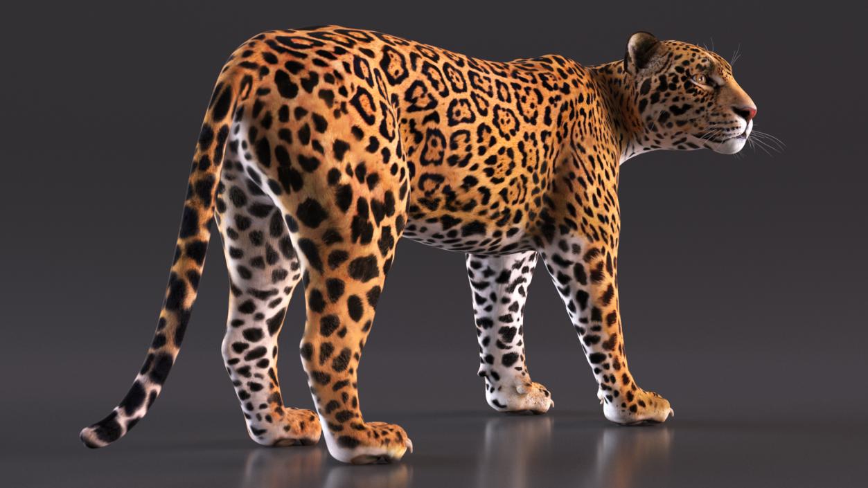 Jaguar Stand Pose 3D