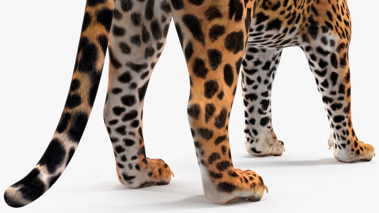 Jaguar Stand Pose 3D