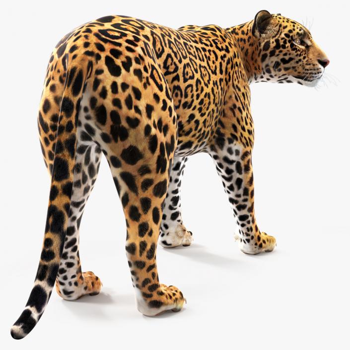 Jaguar Stand Pose 3D