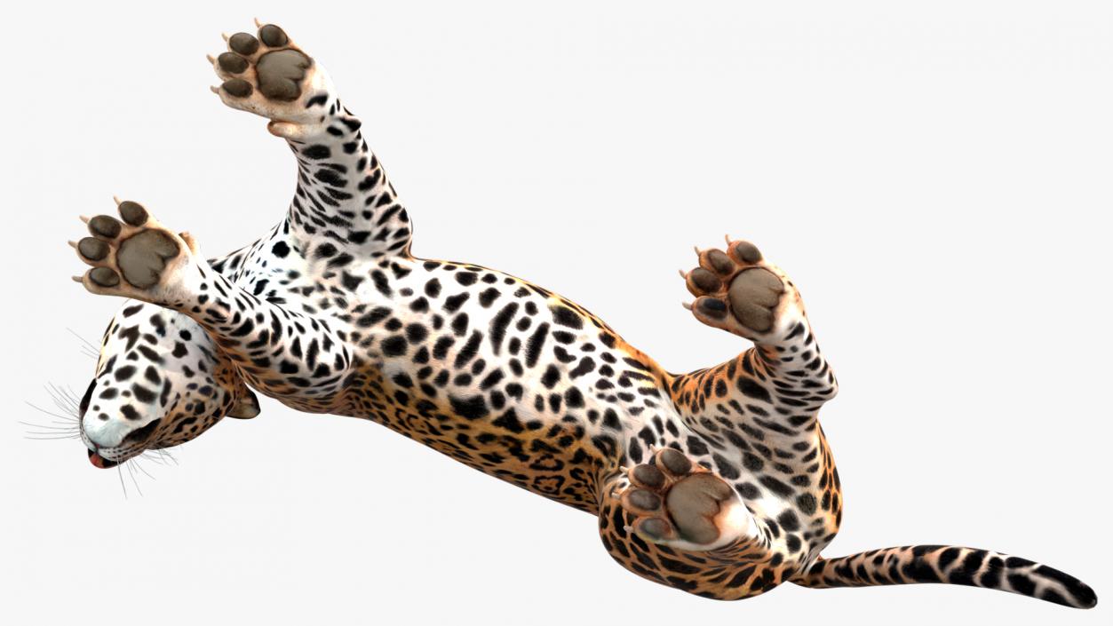 Jaguar Stand Pose 3D