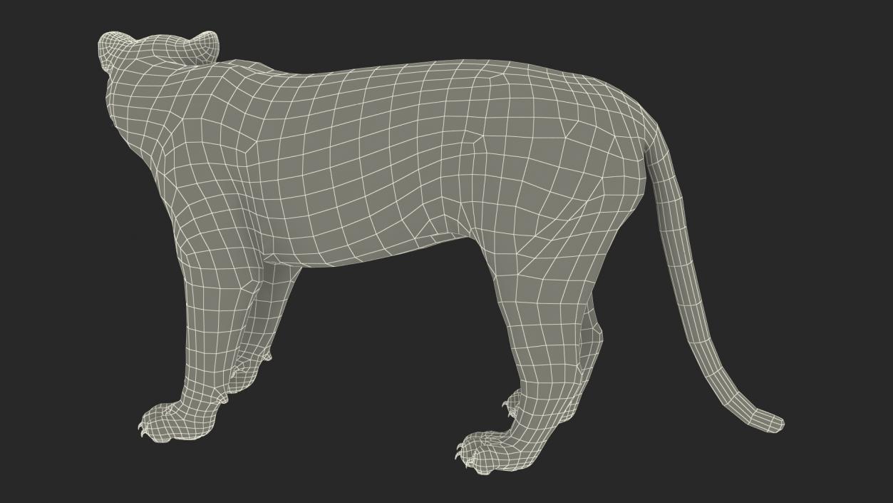 Jaguar Stand Pose 3D