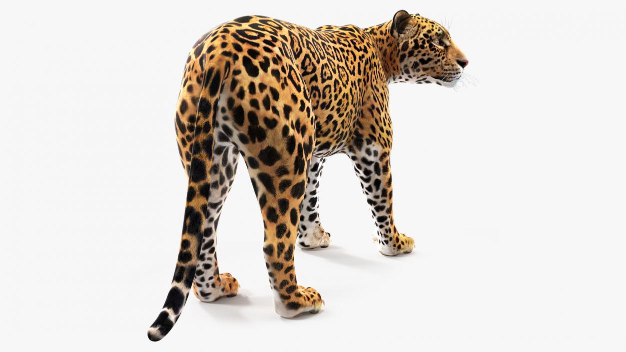 Jaguar Stand Pose 3D