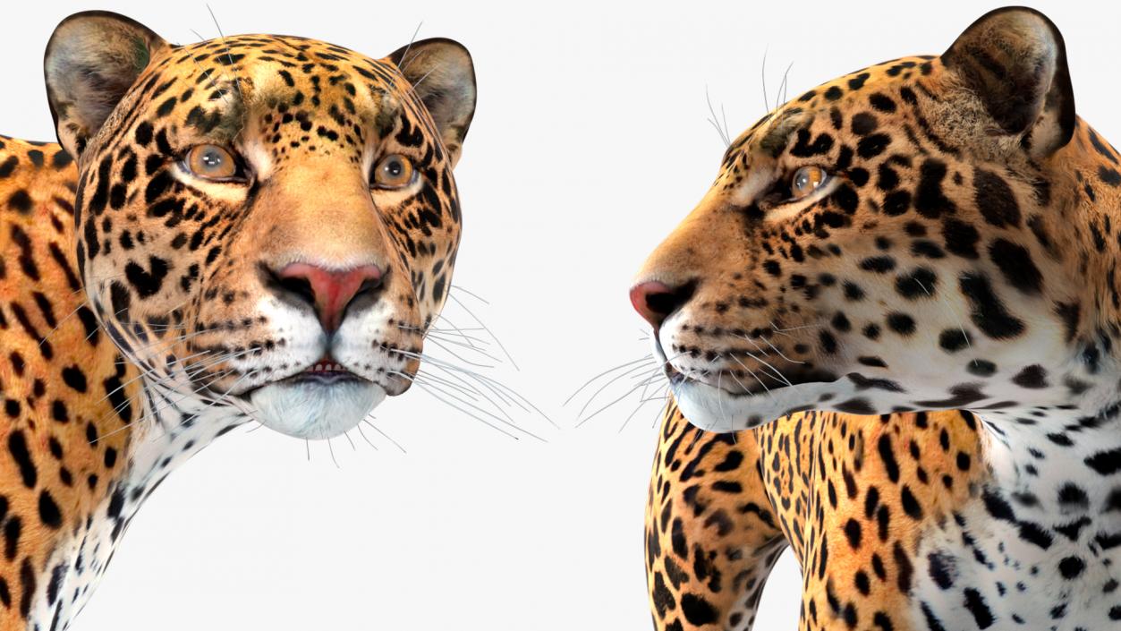 Jaguar Stand Pose 3D