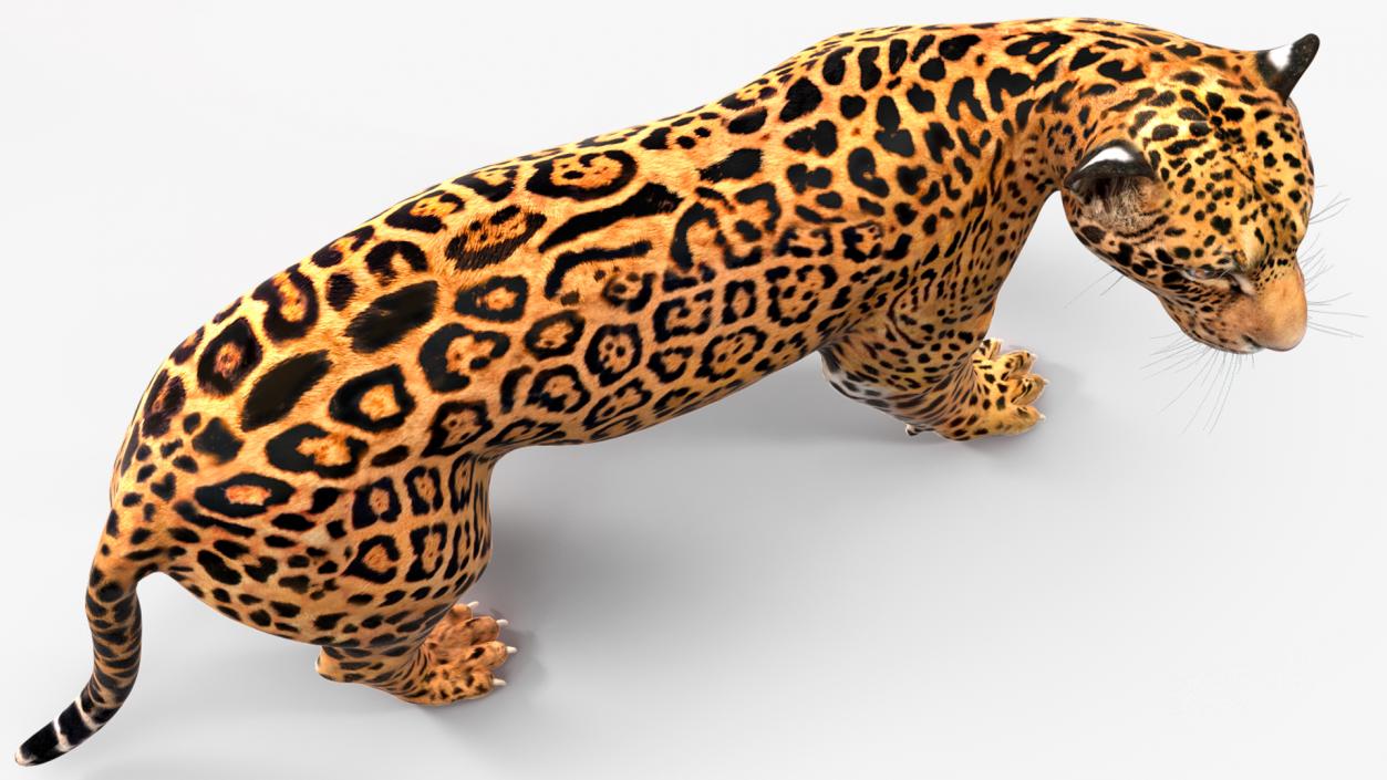 Jaguar Stand Pose 3D