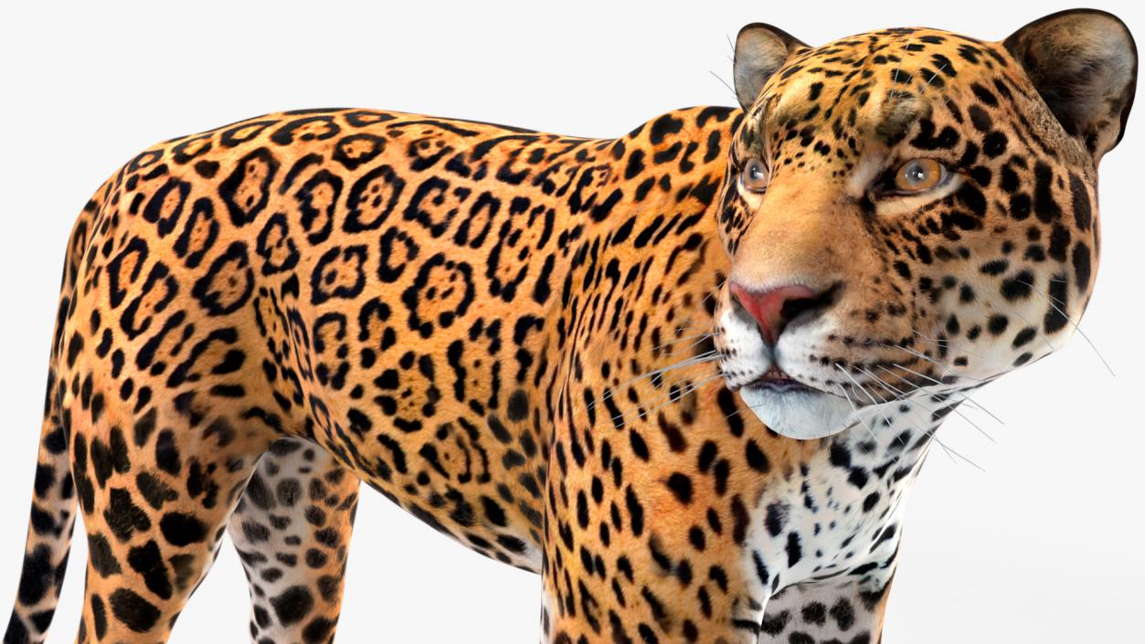 Jaguar Stand Pose 3D