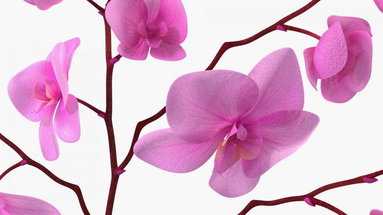 3D model Phalaenopsis Pink Orchid Stem in Ceramic Vase