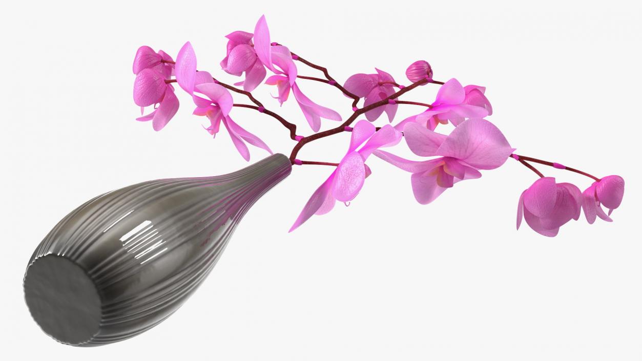 3D model Phalaenopsis Pink Orchid Stem in Ceramic Vase