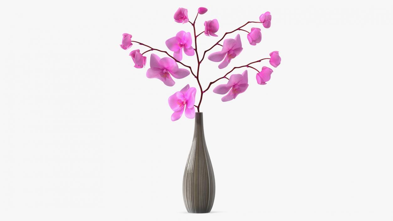 3D model Phalaenopsis Pink Orchid Stem in Ceramic Vase