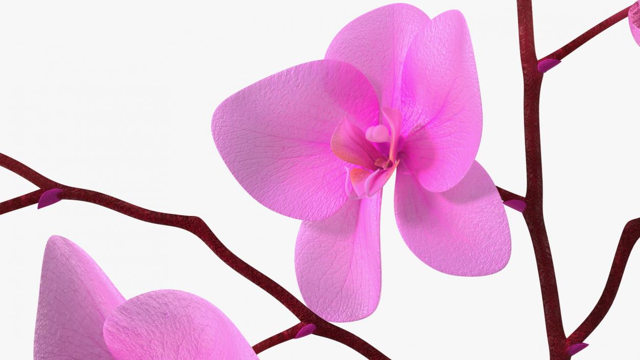 3D model Phalaenopsis Pink Orchid Stem in Ceramic Vase