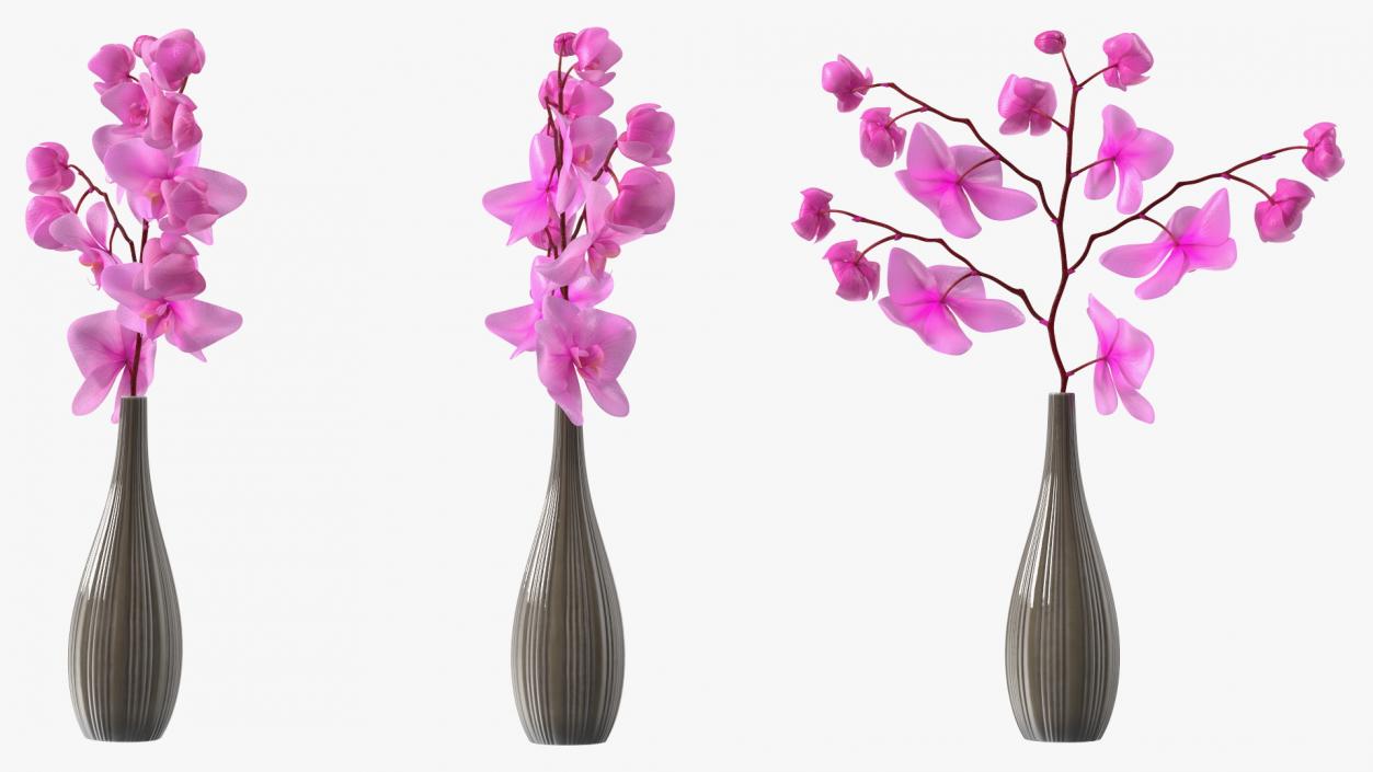 3D model Phalaenopsis Pink Orchid Stem in Ceramic Vase