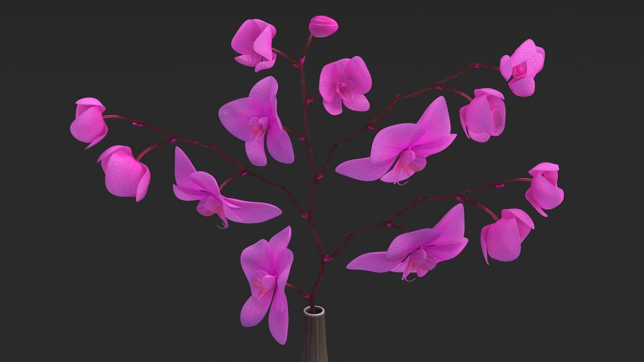 3D model Phalaenopsis Pink Orchid Stem in Ceramic Vase