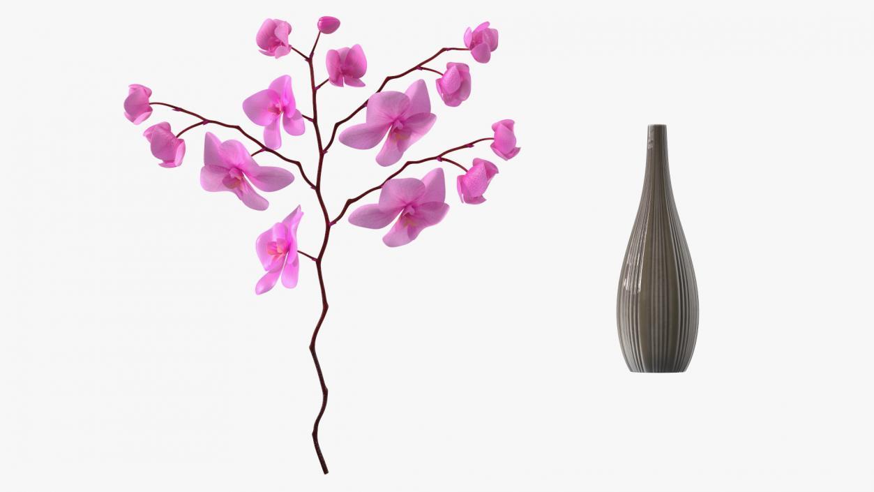 3D model Phalaenopsis Pink Orchid Stem in Ceramic Vase