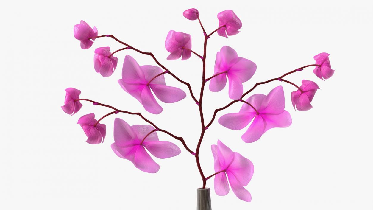 3D model Phalaenopsis Pink Orchid Stem in Ceramic Vase