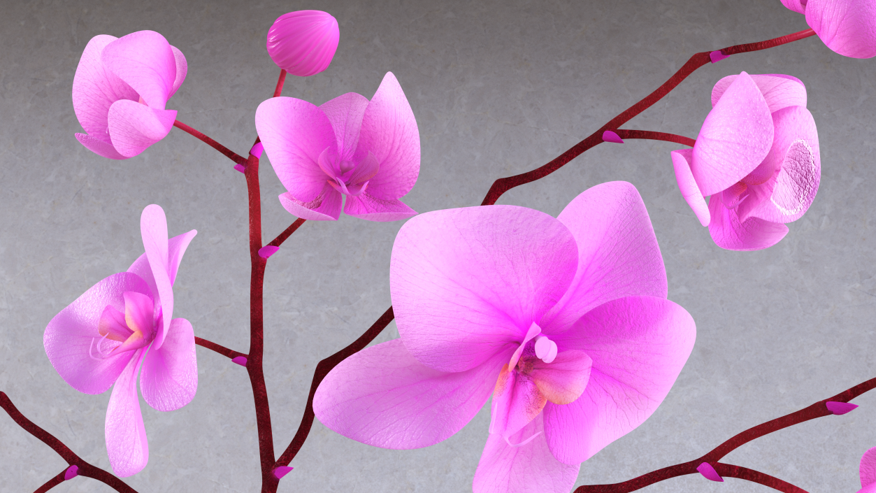 3D model Phalaenopsis Pink Orchid Stem in Ceramic Vase