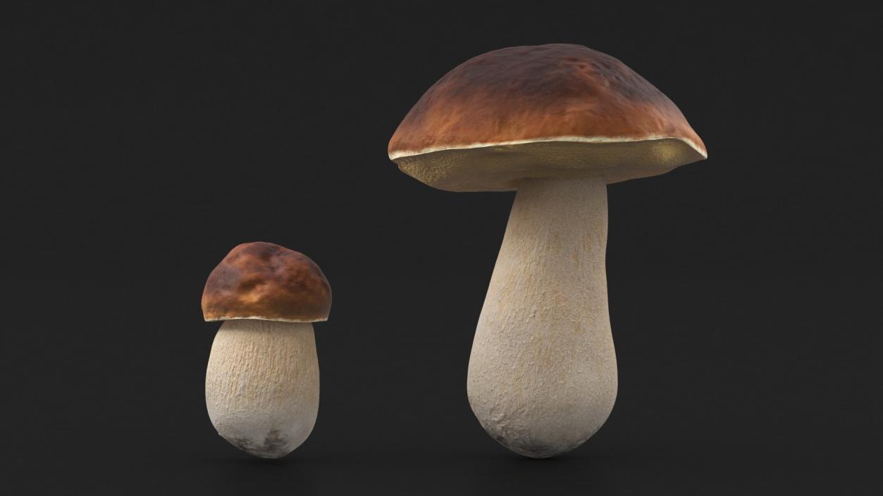 Boletus Edulis 3D model