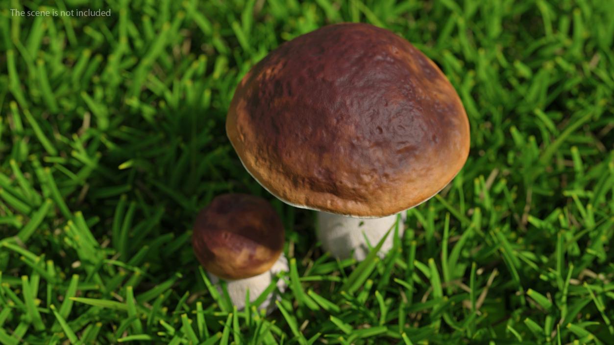 Boletus Edulis 3D model