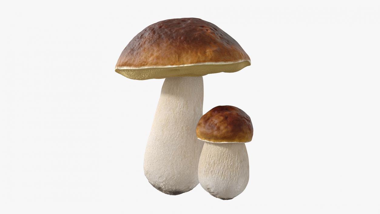 Boletus Edulis 3D model