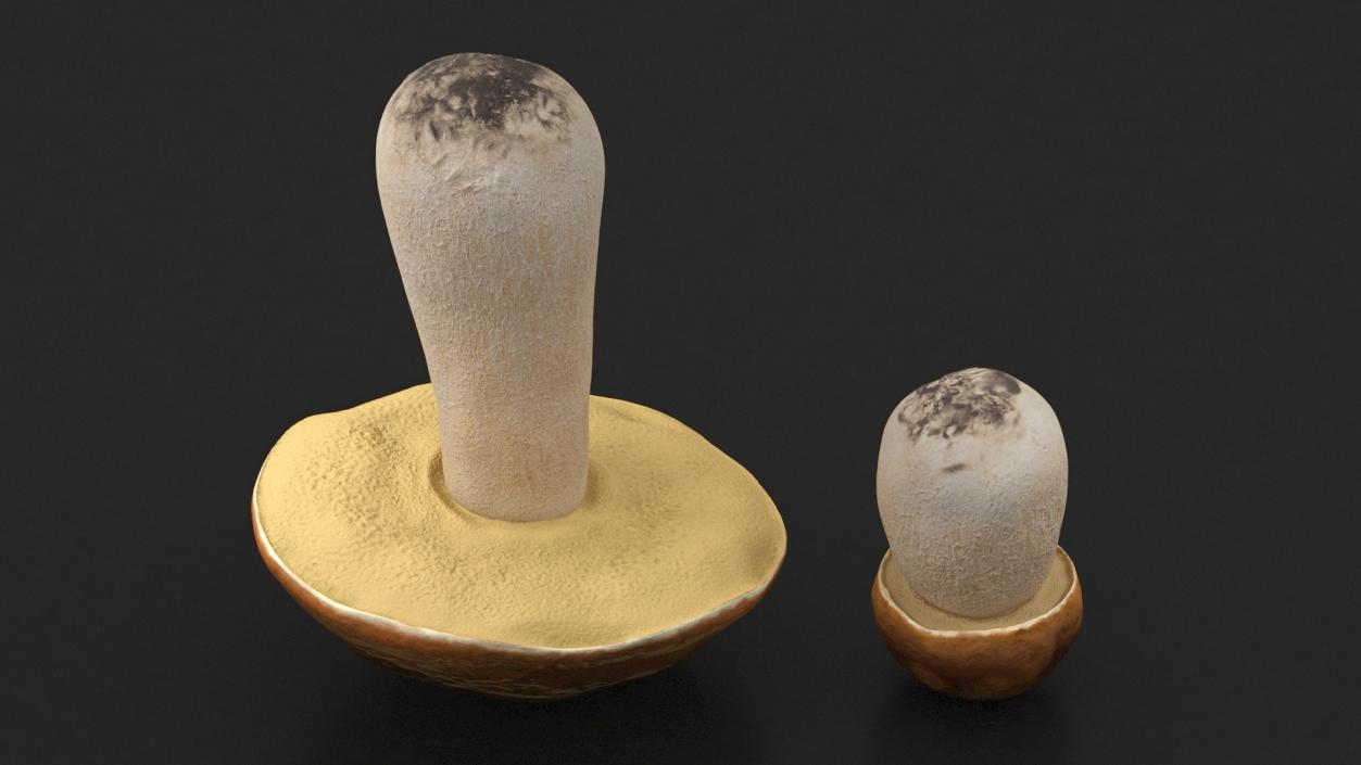 Boletus Edulis 3D model