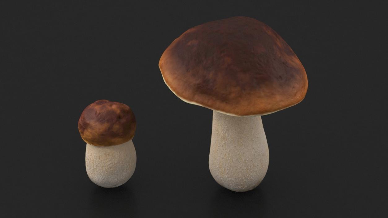 Boletus Edulis 3D model