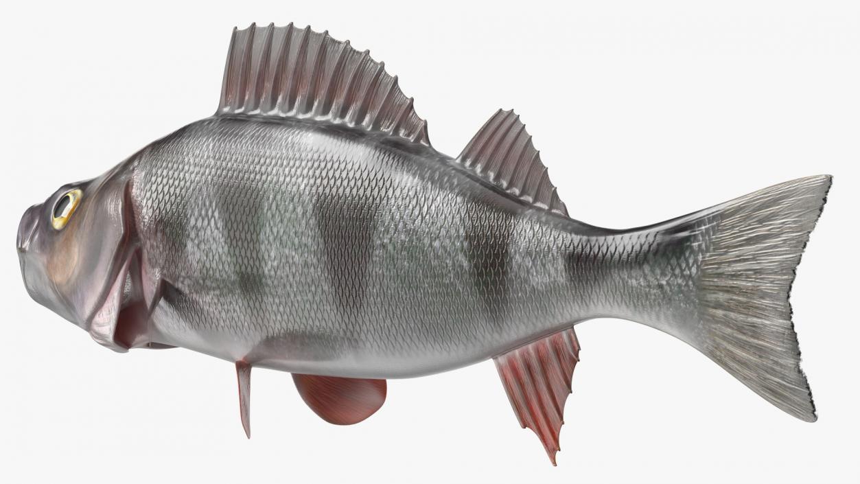 Perca Fluviatilis 3D