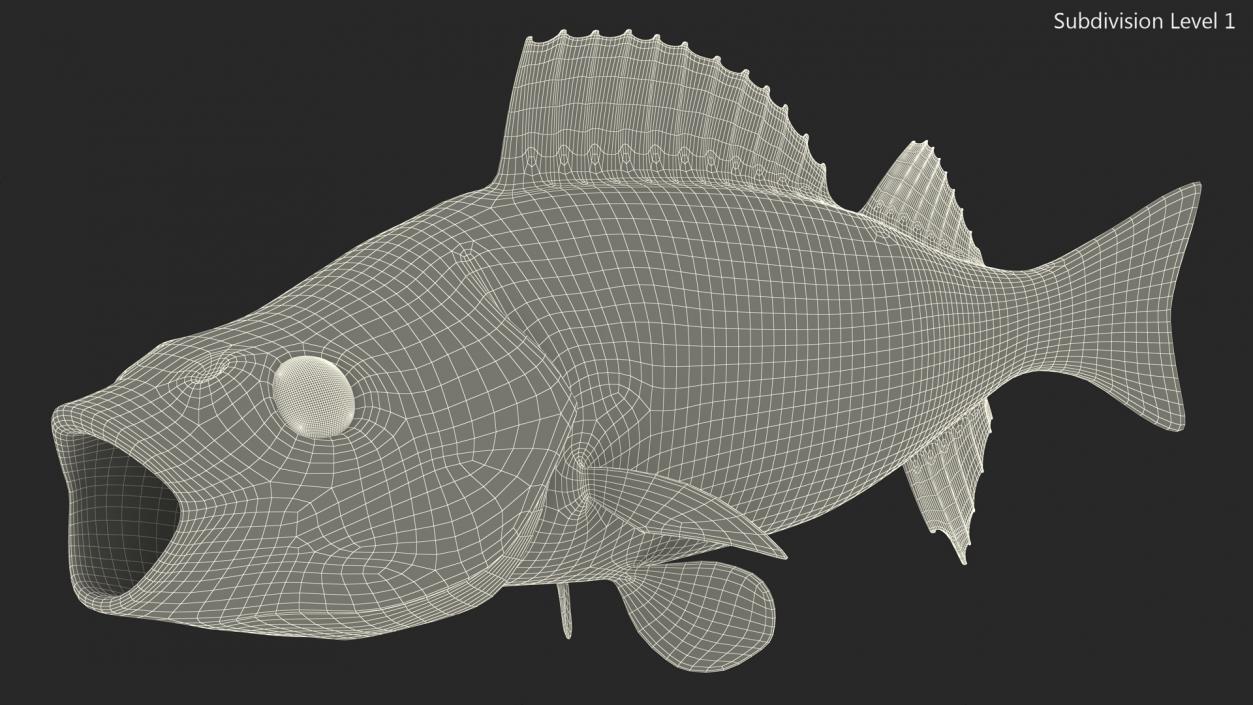 Perca Fluviatilis 3D