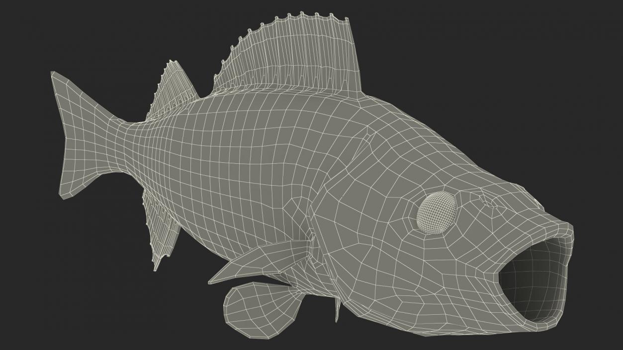 Perca Fluviatilis 3D