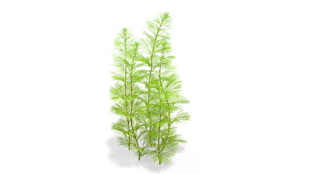 Cabomba Aquarium Plant 3D