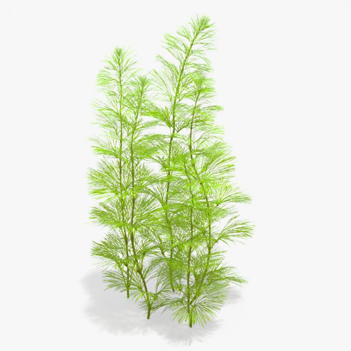 Cabomba Aquarium Plant 3D