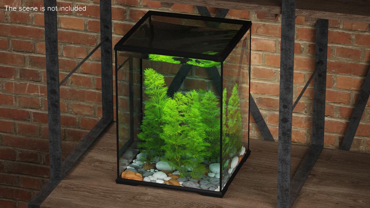 Cabomba Aquarium Plant 3D