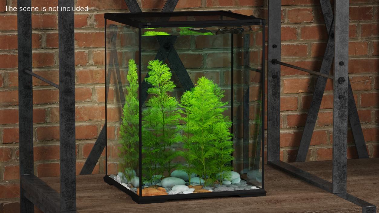 Cabomba Aquarium Plant 3D