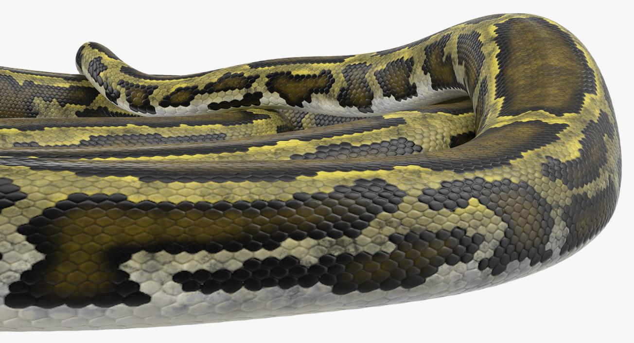 3D model Green Python Snake Rigged