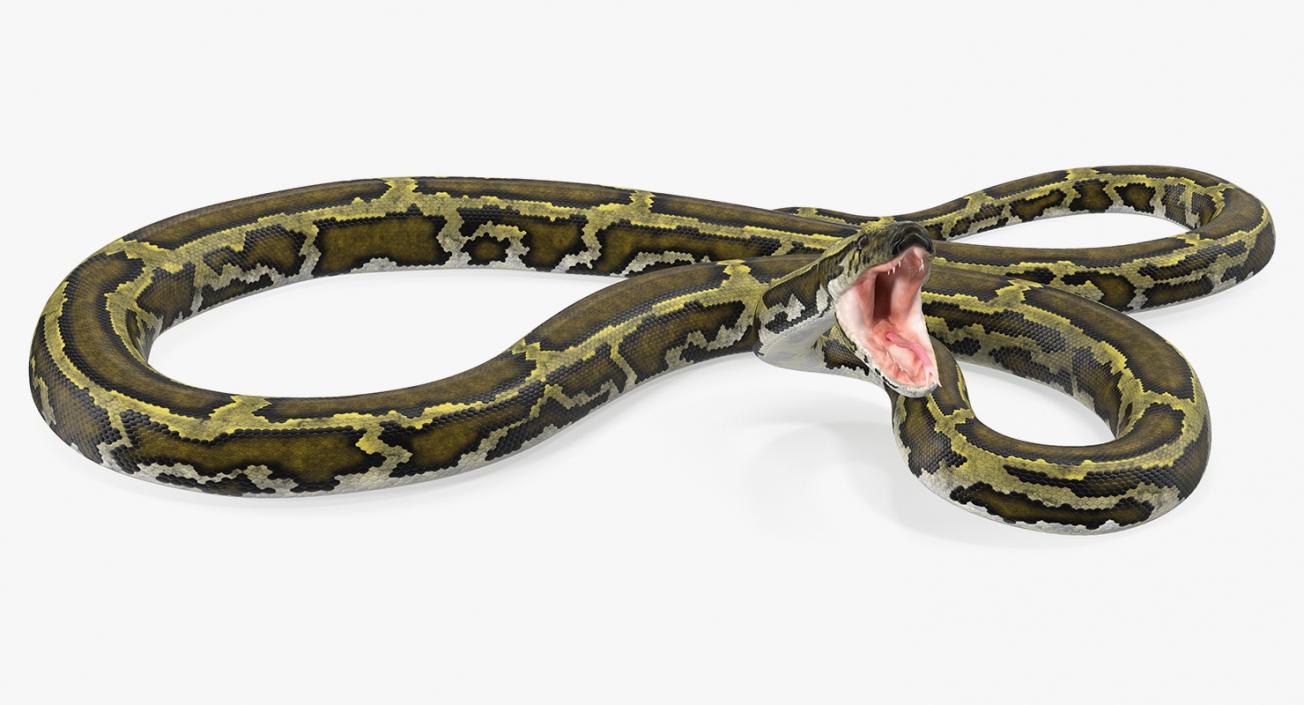 3D model Green Python Snake Rigged