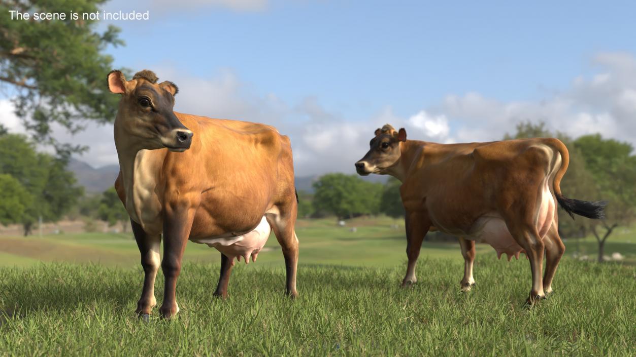 3D Channel Island Cow Brown Fur model