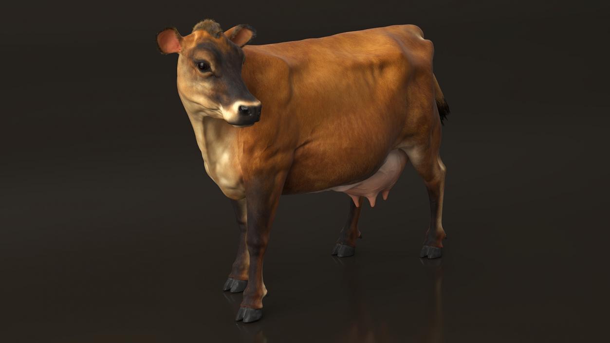 3D Channel Island Cow Brown Fur model