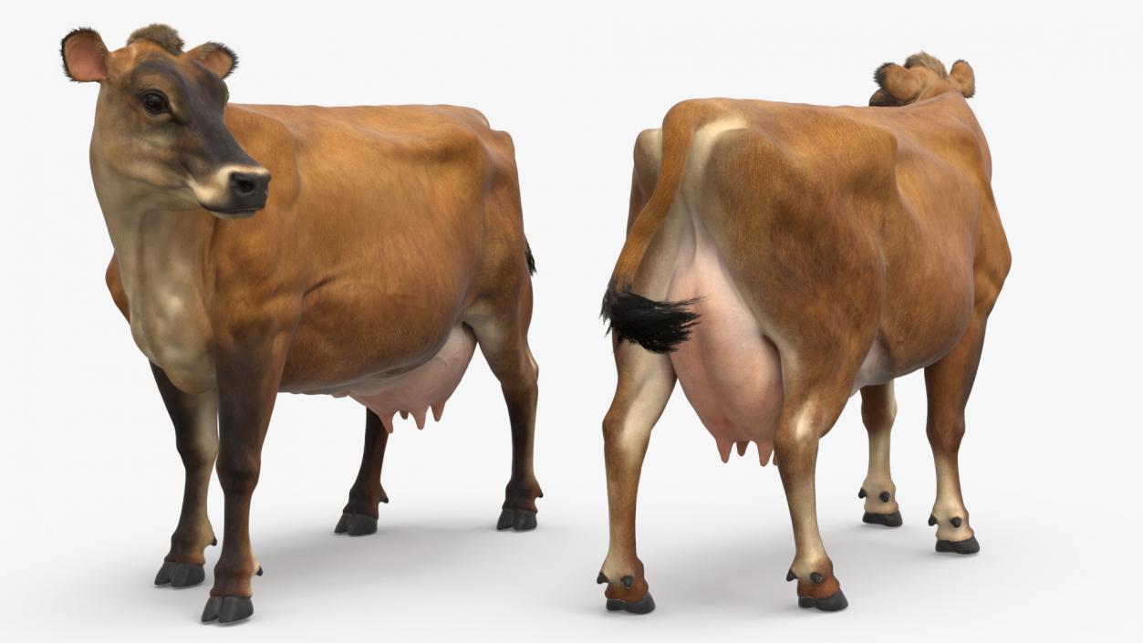 3D Channel Island Cow Brown Fur model