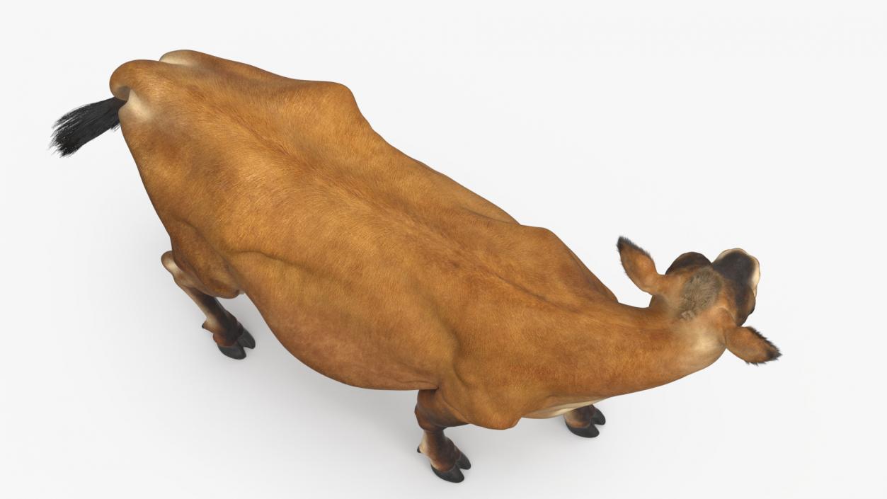 3D Channel Island Cow Brown Fur model