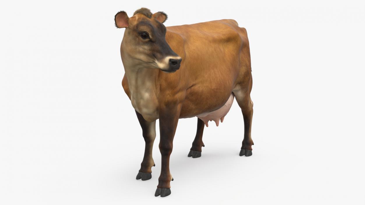 3D Channel Island Cow Brown Fur model