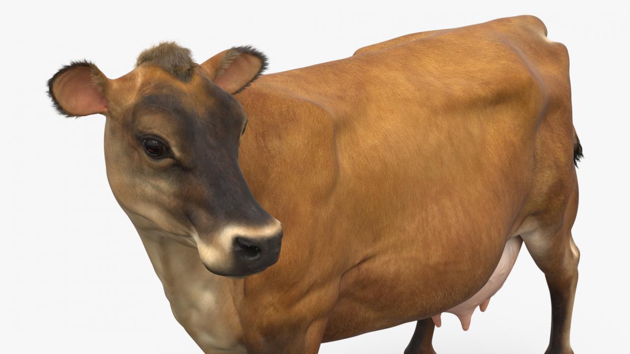 3D Channel Island Cow Brown Fur model