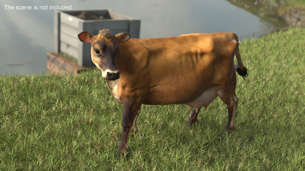 3D Channel Island Cow Brown Fur model