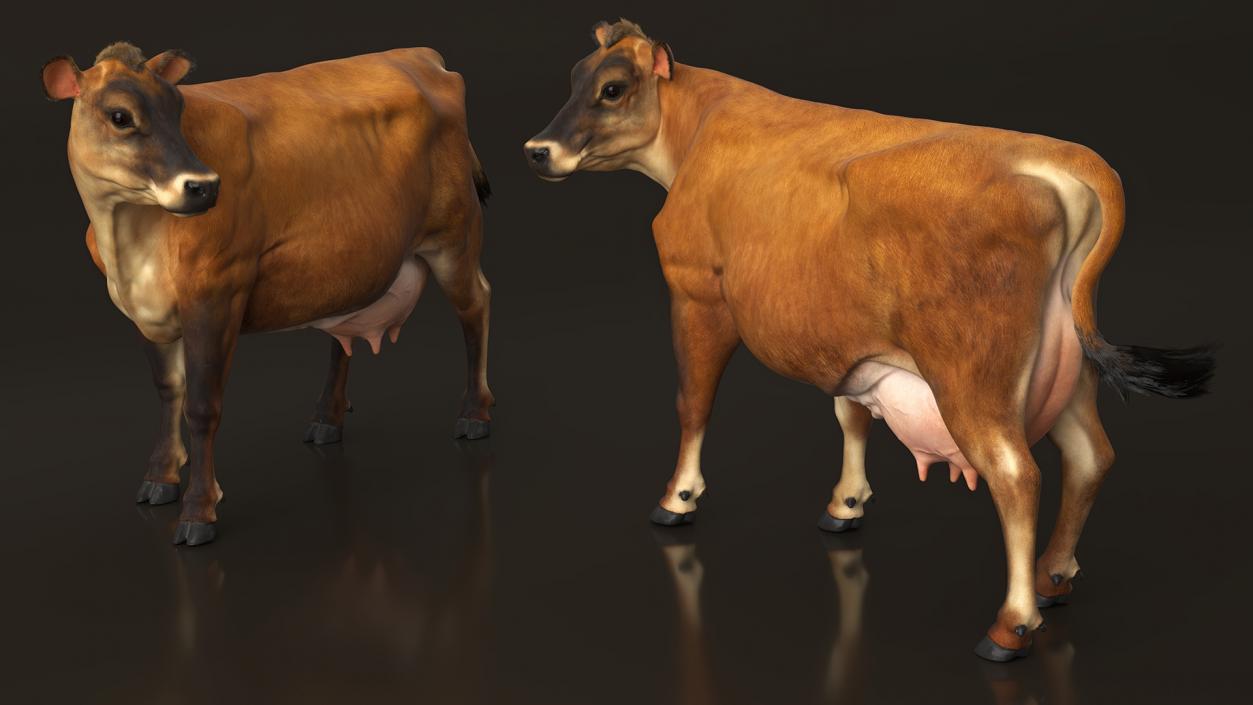 3D Channel Island Cow Brown Fur model