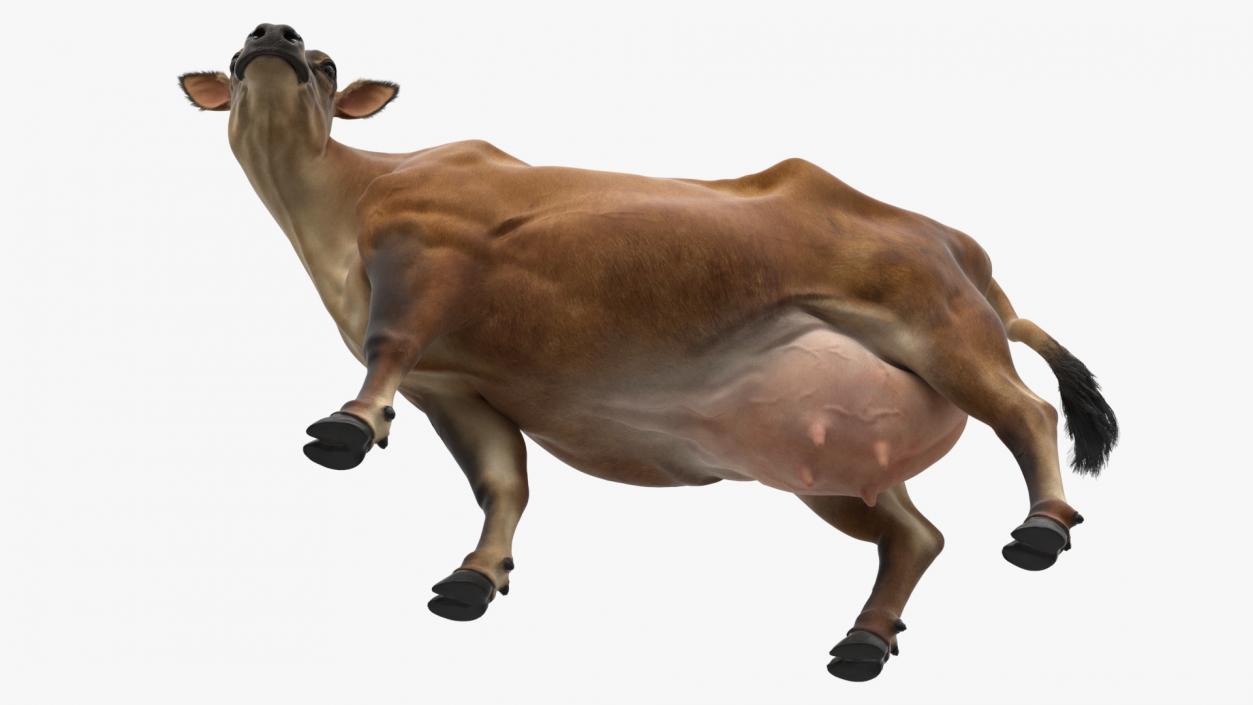 3D Channel Island Cow Brown Fur model