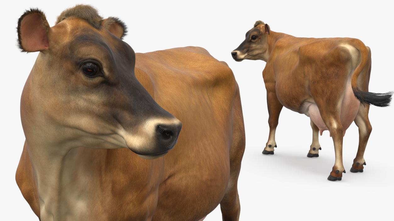 3D Channel Island Cow Brown Fur model