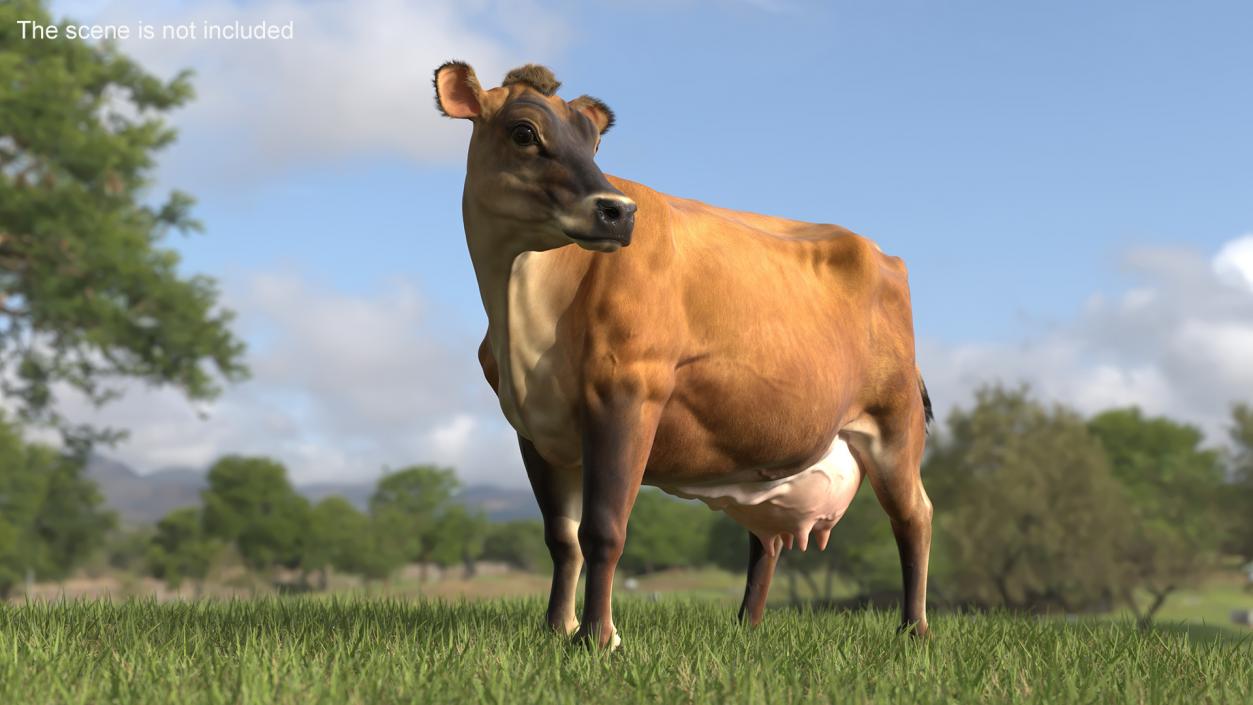 3D Channel Island Cow Brown Fur model