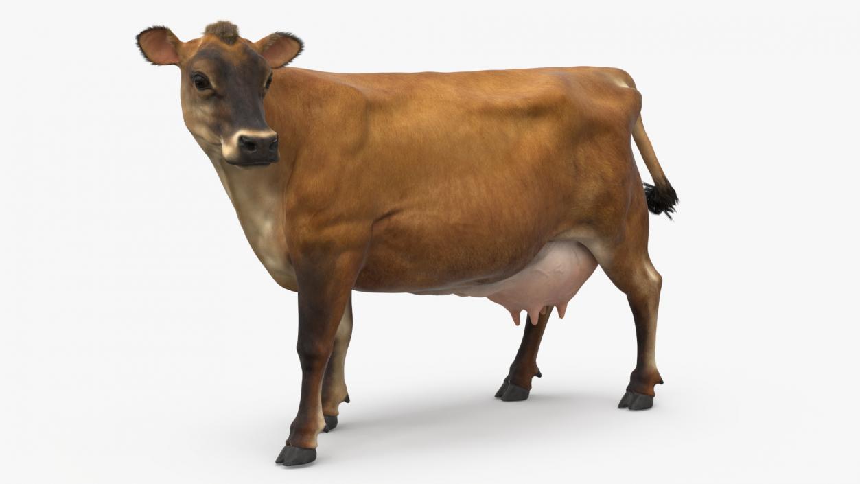 3D Channel Island Cow Brown Fur model