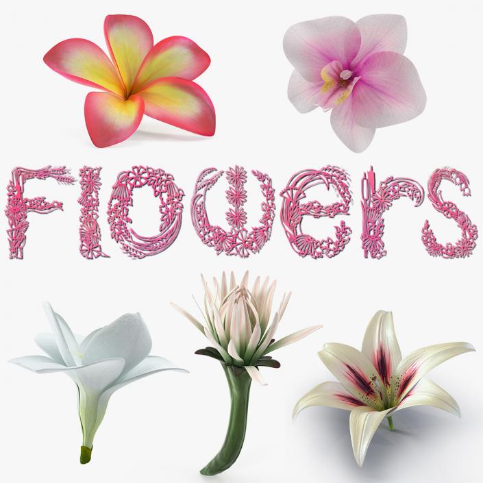 3D model Flowers 3D Models Collection 7