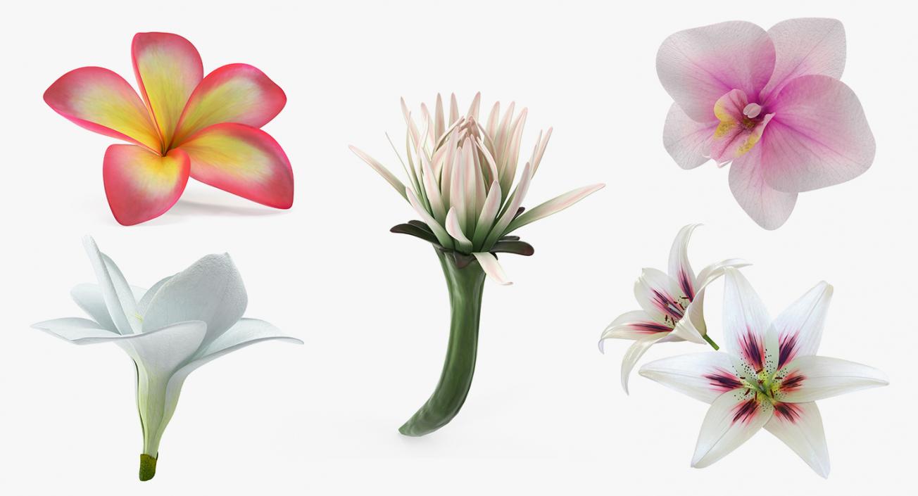 3D model Flowers 3D Models Collection 7