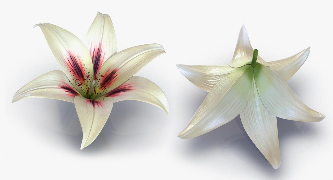 3D model Flowers 3D Models Collection 7